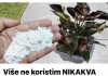 Više ne koristim NIKAKVA druga gnojiva: OVO stavite u saksiju i nećete prepoznati svoje cvijeće!