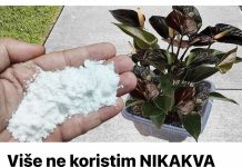 Više ne koristim NIKAKVA druga gnojiva: OVO stavite u saksiju i nećete prepoznati svoje cvijeće!