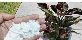 Više ne koristim NIKAKVA druga gnojiva: OVO stavite u saksiju i nećete prepoznati svoje cvijeće!