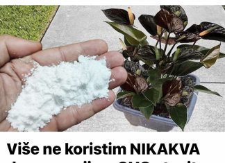 Više ne koristim NIKAKVA druga gnojiva: OVO stavite u saksiju i nećete prepoznati svoje cvijeće!