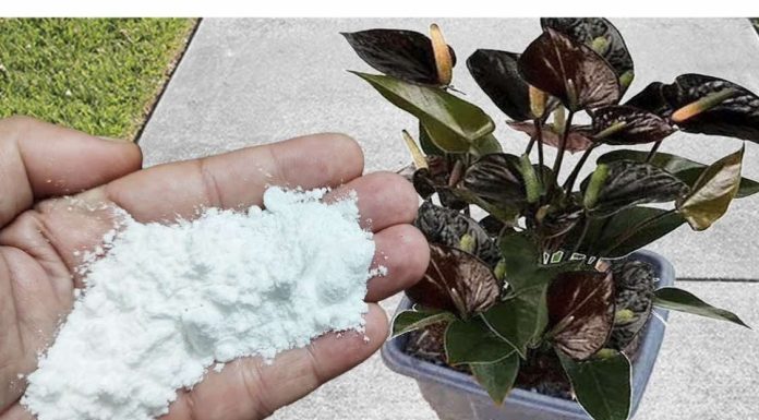 Više ne koristim NIKAKVA druga gnojiva: OVO stavite u saksiju i nećete prepoznati svoje cvijeće!