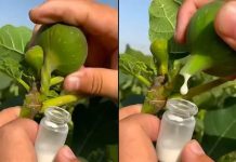 🔥🍃Otkrijte zašto je ovaj prirodni čudotvorac pravo blago!