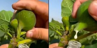 🔥🍃Otkrijte zašto je ovaj prirodni čudotvorac pravo blago!