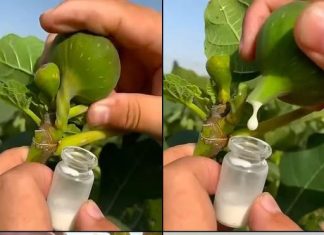 🔥🍃Otkrijte zašto je ovaj prirodni čudotvorac pravo blago!