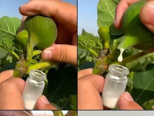 🔥🍃Otkrijte zašto je ovaj prirodni čudotvorac pravo blago!