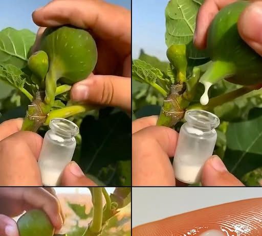 🔥🍃Otkrijte zašto je ovaj prirodni čudotvorac pravo blago!