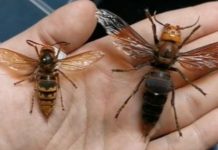 Ako vas ubode stršljen, odmah uradite ovo i možete sebi spasiti život: Mnogo ljudi ne zna za ovu stvar Ako vas ubode stršljen, odmah uradite ovo i možete sebi spasiti život: Mnogo ljudi ne zna za ovu stvar - featured image