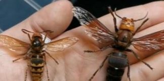 Ako vas ubode stršljen, odmah uradite ovo i možete sebi spasiti život: Mnogo ljudi ne zna za ovu stvar Ako vas ubode stršljen, odmah uradite ovo i možete sebi spasiti život: Mnogo ljudi ne zna za ovu stvar - featured image