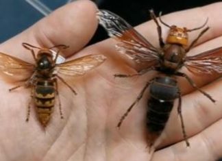 Ako vas ubode stršljen, odmah uradite ovo i možete sebi spasiti život: Mnogo ljudi ne zna za ovu stvar Ako vas ubode stršljen, odmah uradite ovo i možete sebi spasiti život: Mnogo ljudi ne zna za ovu stvar - featured image