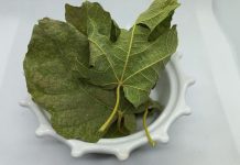 Ljekovita svojstva lista kojeg mnogi imaju u vrtu: Ovaj podcijenjen mediteranski dragulj liječi puno toga, a vi ga bacate Ljekovita svojstva lista kojeg mnogi imaju u vrtu: Ovaj podcijenjen mediteranski dragulj liječi puno toga, a vi ga bacate - featured image