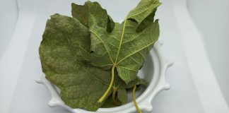 Ljekovita svojstva lista kojeg mnogi imaju u vrtu: Ovaj podcijenjen mediteranski dragulj liječi puno toga, a vi ga bacate Ljekovita svojstva lista kojeg mnogi imaju u vrtu: Ovaj podcijenjen mediteranski dragulj liječi puno toga, a vi ga bacate - featured image