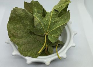 Ljekovita svojstva lista kojeg mnogi imaju u vrtu: Ovaj podcijenjen mediteranski dragulj liječi puno toga, a vi ga bacate Ljekovita svojstva lista kojeg mnogi imaju u vrtu: Ovaj podcijenjen mediteranski dragulj liječi puno toga, a vi ga bacate - featured image