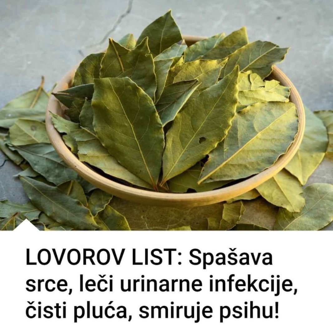 LOVOROV LIST:Spašava srce,leči urinarne infekcije,čisti pluća,smiruje psihu! - featured image