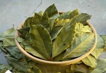 LOVOROV LIST:Spašava srce,leči urinarne infekcije,čisti pluća,smiruje psihu! LOVOROV LIST:Spašava srce,leči urinarne infekcije,čisti pluća,smiruje psihu! - featured image