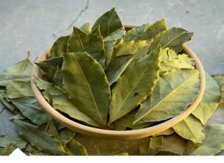 LOVOROV LIST:Spašava srce,leči urinarne infekcije,čisti pluća,smiruje psihu! LOVOROV LIST:Spašava srce,leči urinarne infekcije,čisti pluća,smiruje psihu! - featured image