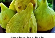 SMOKVE KAO LIJEK: Pogledajte kako vam mogu pomoći i za šta su dobre! SMOKVE KAO LIJEK: Pogledajte kako vam mogu pomoći i za šta su dobre! - featured image