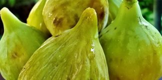 SMOKVE KAO LIJEK: Pogledajte kako vam mogu pomoći i za šta su dobre! SMOKVE KAO LIJEK: Pogledajte kako vam mogu pomoći i za šta su dobre! - featured image