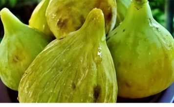 SMOKVE KAO LIJEK: Pogledajte kako vam mogu pomoći i za šta su dobre! SMOKVE KAO LIJEK: Pogledajte kako vam mogu pomoći i za šta su dobre! - featured image