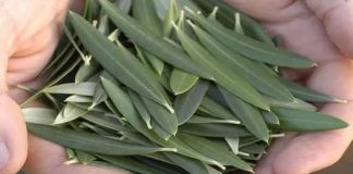 Većina ljudi V0LI masline, ali nemaju pojma K0LIK0 je moćan ČAJ 0D LIST0VA MASLINE