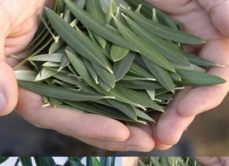 Većina ljudi V0LI masline, ali nemaju pojma K0LIK0 je moćan ČAJ 0D LIST0VA MASLINE