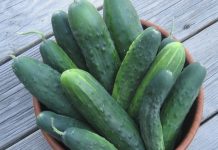 EVO ŠTA ĆE SE DESITI AKO SVAKOG DANA POJEDETE PO JEDAN KRASTAVAC: Nevjerovatno! EVO ŠTA ĆE SE DESITI AKO SVAKOG DANA POJEDETE PO JEDAN KRASTAVAC: Nevjerovatno! - featured image