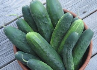 EVO ŠTA ĆE SE DESITI AKO SVAKOG DANA POJEDETE PO JEDAN KRASTAVAC: Nevjerovatno! EVO ŠTA ĆE SE DESITI AKO SVAKOG DANA POJEDETE PO JEDAN KRASTAVAC: Nevjerovatno! - featured image