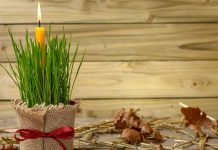 Ako se BOŽIĆNA PŠENICA POSADI NA OVAJ DAN kuća će biti blagoslovena cele godine Ako se BOŽIĆNA PŠENICA POSADI NA OVAJ DAN kuća će biti blagoslovena cele godine - featured image