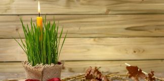 Ako se BOŽIĆNA PŠENICA POSADI NA OVAJ DAN kuća će biti blagoslovena cele godine Ako se BOŽIĆNA PŠENICA POSADI NA OVAJ DAN kuća će biti blagoslovena cele godine - featured image