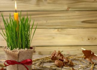 Ako se BOŽIĆNA PŠENICA POSADI NA OVAJ DAN kuća će biti blagoslovena cele godine Ako se BOŽIĆNA PŠENICA POSADI NA OVAJ DAN kuća će biti blagoslovena cele godine - featured image