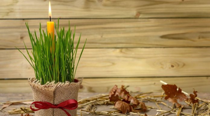 Ako se BOŽIĆNA PŠENICA POSADI NA OVAJ DAN kuća će biti blagoslovena cele godine Ako se BOŽIĆNA PŠENICA POSADI NA OVAJ DAN kuća će biti blagoslovena cele godine - featured image