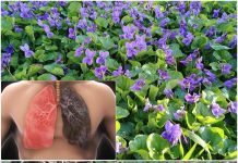 Ako vidite ovu biljku, sjedite na pravom bogatstvu, a da toga ni ne znate! Većina ljudi ne..