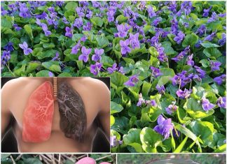 Ako vidite ovu biljku, sjedite na pravom bogatstvu, a da toga ni ne znate! Većina ljudi ne..