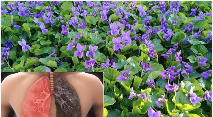 Ako vidite ovu biljku, sjedite na pravom bogatstvu, a da toga ni ne znate! Većina ljudi ne..