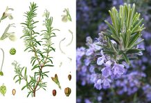 Staro rimsko vjerovanje: Svaki dom koji posjeduje ovu biljku će biti zaštićen od zlih sila Staro rimsko vjerovanje: Svaki dom koji posjeduje ovu biljku će biti zaštićen od zlih sila - featured image