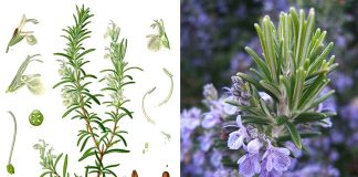 Staro rimsko vjerovanje: Svaki dom koji posjeduje ovu biljku će biti zaštićen od zlih sila Staro rimsko vjerovanje: Svaki dom koji posjeduje ovu biljku će biti zaštićen od zlih sila - featured image