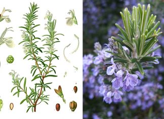 Staro rimsko vjerovanje: Svaki dom koji posjeduje ovu biljku će biti zaštićen od zlih sila Staro rimsko vjerovanje: Svaki dom koji posjeduje ovu biljku će biti zaštićen od zlih sila - featured image