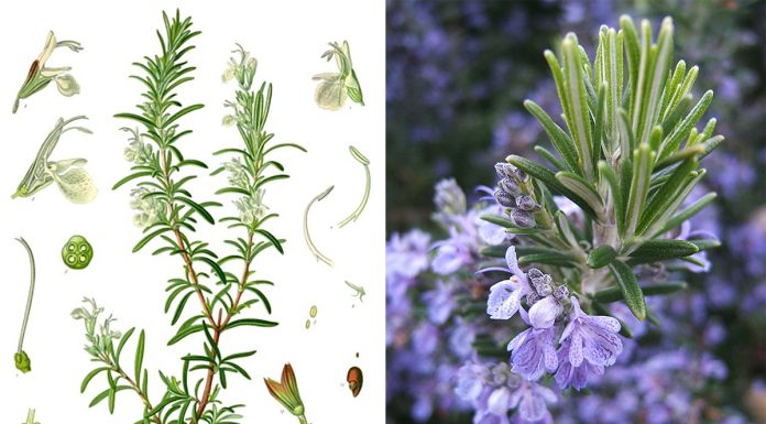 Staro rimsko vjerovanje: Svaki dom koji posjeduje ovu biljku će biti zaštićen od zlih sila Staro rimsko vjerovanje: Svaki dom koji posjeduje ovu biljku će biti zaštićen od zlih sila - featured image