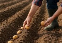 Svi su bili iznenađeni što sadimo krompir u augustu: Kada su komšije vidjele žetvu za 60 dana, ove godine ne oklijevaju ni sekunde – samo to urade ovako! Svi su bili iznenađeni što sadimo krompir u augustu: Kada su komšije vidjele žetvu za 60 dana, ove godine ne oklijevaju ni sekunde – samo to urade ovako! - featured image