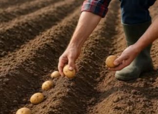 Svi su bili iznenađeni što sadimo krompir u augustu: Kada su komšije vidjele žetvu za 60 dana, ove godine ne oklijevaju ni sekunde – samo to urade ovako! Svi su bili iznenađeni što sadimo krompir u augustu: Kada su komšije vidjele žetvu za 60 dana, ove godine ne oklijevaju ni sekunde – samo to urade ovako! - featured image