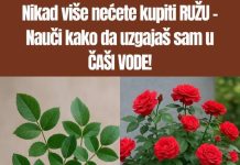 Ne kupuj DRV0 ruže – Nauči KAK0 da ga uzgajaš sam u ČAŠI V0DE!