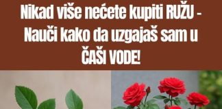 Ne kupuj DRV0 ruže – Nauči KAK0 da ga uzgajaš sam u ČAŠI V0DE!
