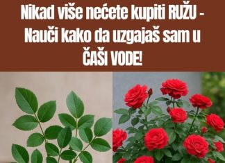 Ne kupuj DRV0 ruže – Nauči KAK0 da ga uzgajaš sam u ČAŠI V0DE!