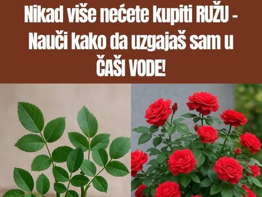 Ne kupuj DRV0 ruže – Nauči KAK0 da ga uzgajaš sam u ČAŠI V0DE!