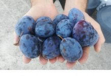 Evo šta će se desiti ako dnevno pojedete 12 šljiva!!