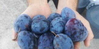 Evo šta će se desiti ako dnevno pojedete 12 šljiva!!