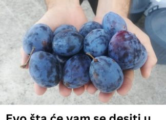 Evo šta će se desiti ako dnevno pojedete 12 šljiva!!