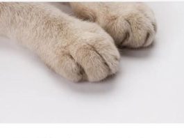 Mačka je pravi lek za čoveka: 7 bolesti koje samo ona može da izleči