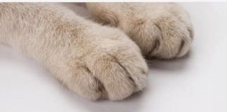 Mačka je pravi lek za čoveka: 7 bolesti koje samo ona može da izleči