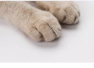 Mačka je pravi lek za čoveka: 7 bolesti koje samo ona može da izleči