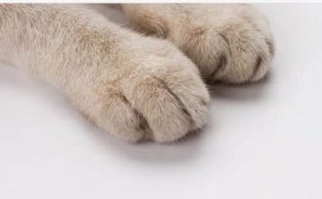 Mačka je pravi lek za čoveka: 7 bolesti koje samo ona može da izleči